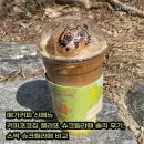 행운냥이 | 메가커피 신메뉴 커피초코칩 젤라또 슈크림라떼 솔직 후기, 스벅 슈크림라떼 비교