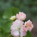 스윗 데일리 이미지