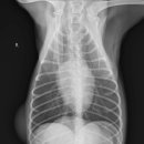 투투 동물병원 이미지