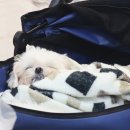 글로잉 | 마곡역네일 글로잉에서 자석젤네일 후기