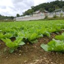 큰돌농장 이미지