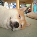 그립닭  옛날통닭 이미지