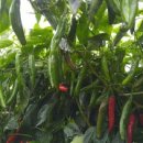 여주-0107 이미지