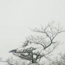 눈꽃 Daum카페