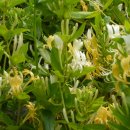 안터사슴농장 이미지