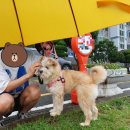 모서동물병원 | [유기견 입양일기] 4. 두부와 가족이 되다 (부제: 두부에서 콩이로)