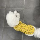 댕이샵
