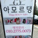 아모르 댕 이미지