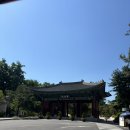 브이노마드 | 힙독클럽데이🍀 (경희궁에서 노마드리딩, 광화문광장 달빛낭만극장 <오만과 편견>)
