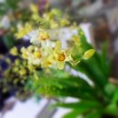 환타지아 이미지