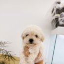 주식회사 퍼피댕 강아지분양 고양이입양 안심분양소 대전본점 | 천안강아지분양 안심 분양할수 있는 퍼피댕 안심분양소 강아지분양 애견입양 천안아산점