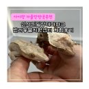 단장면 반려동물지원센터 | 아이랑 가볼만한곳 추천 선샤인 밀양 테마파크 반려동물지원센터 동물체험 솔직 후기