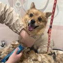 마이뷰티독 이마트 월계점 이미지