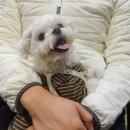 왈왈펫카페 이미지