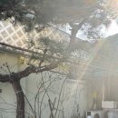 이월십오일