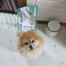 글로벌진돗개 이미지