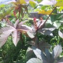 으뜸농약 이미지