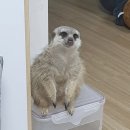 멍텅구리 이미지