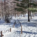 만항재 | 강원도 눈구경 명소 만항재 후기 오늘 실시간 설경 &amp; 주차 정보