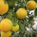 뜨락풍경 이미지