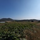 보림모텔 | 백룡지맥 제1구간 연소리에서 분기점 찍고 영암천 합수점까지 산행후기