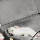 깔꼼 애견미용실 이미지