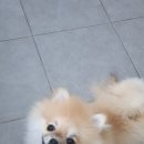 멍스바스 이미지