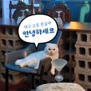 안녕하세요 | 대구교동 혼술바 안녕하세요 혼자 방문 후기 - 교동 칵테일바