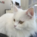 냥이 주택 이미지