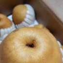 배이산업(주) | 435. 금촌추 (今村秋 / 이마무라아키) - 전남 나주: 아삭하고 무거운 식감과 맛, 처음의 산미와 깊은...