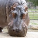 안하마을 이미지