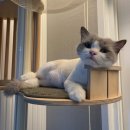 함께냥 대전점 | 대전 고양이 무마취 미용 30분컷 잘 하는 곳 함께냥 대전점 후기