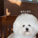 대전펫츠 이미지