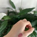 그레이프Grape 이미지
