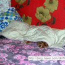 진상제방 이미지