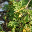 미국실새삼Cuscuta campestris Yunck. 이미지