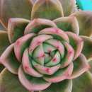 주성환 카카오 검색결과