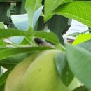 복숭아 펜션 이미지