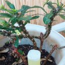 햇님세탁소 이미지