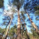 울진소나무 이미지