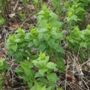 횡성농장 이미지