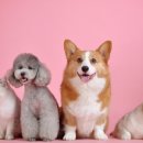 별이빛나는집 이미지