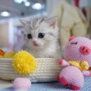 캣프렌즈 이미지