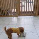 펫플러스라이프 이미지