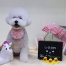 아모르디 이미지