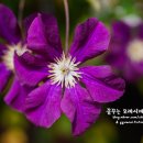 홍천식당 이미지