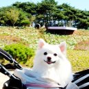 안흥플라워 이미지
