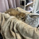 신사동-9 이미지