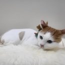 무릎 위의 고양이 무냥 이미지