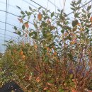 왕눈이농장 이미지